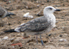juvenile LBBG, ringed in the Netherlands.